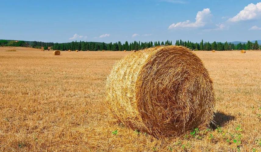 云南:鼓励锅炉采用生物质成型燃料替代燃煤,支持发展生